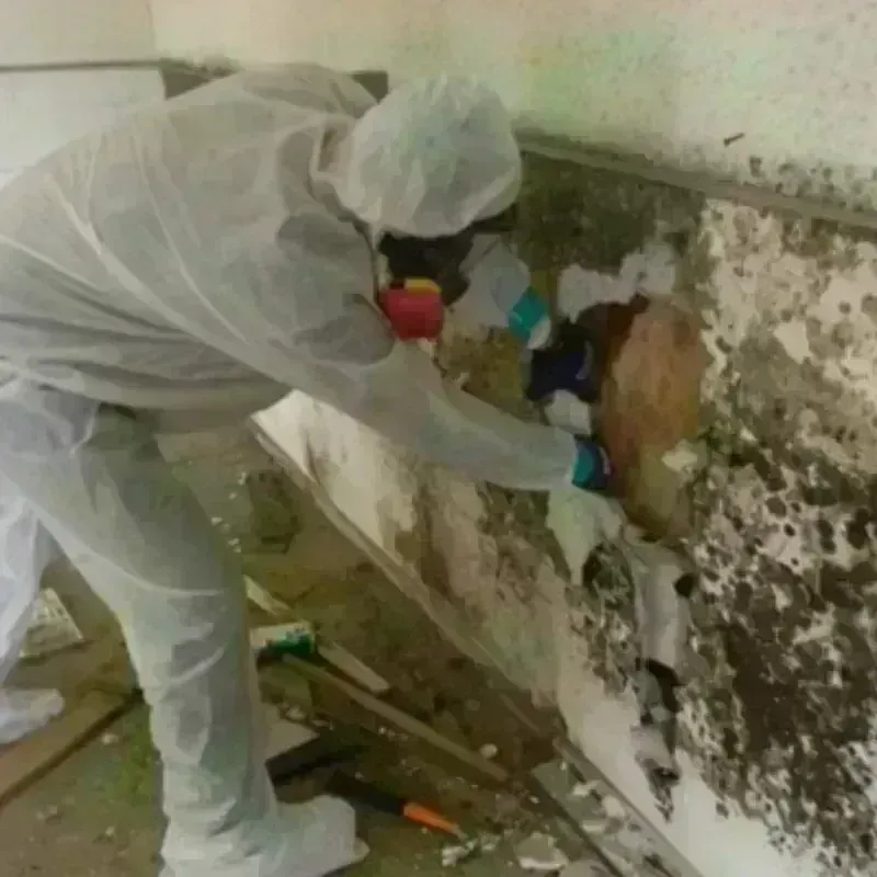 Mold Remediation and Removal in Penrose, CO